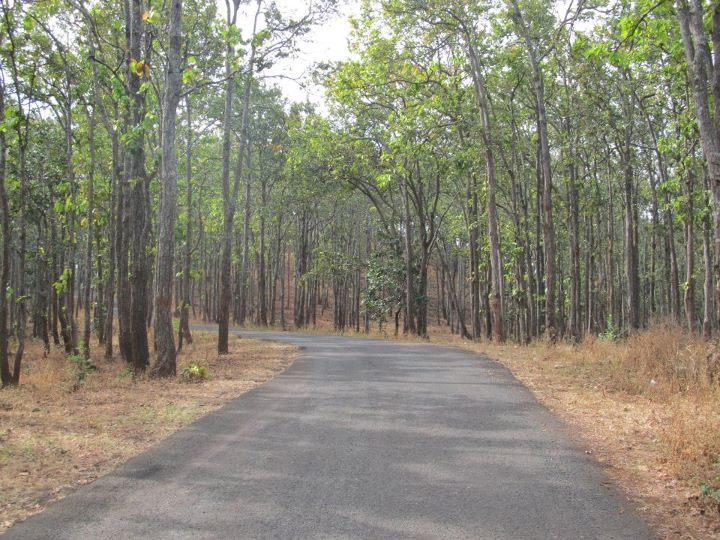 Forest-In-Chhattisgarh