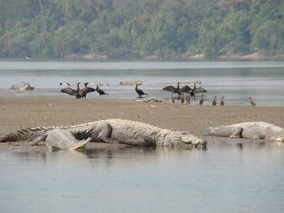 crocodiles-attacks-India