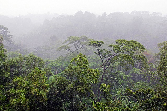 Rain-Forest-of-India