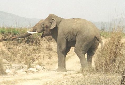 wild-elephants-India