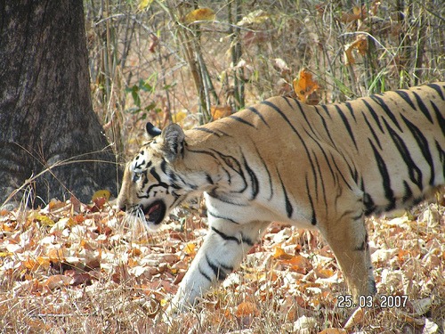 Tadoba National Park