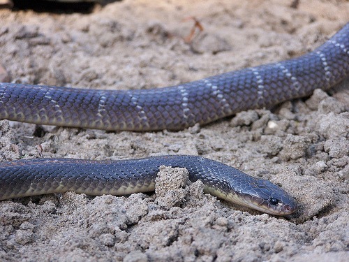 Indian-Krait