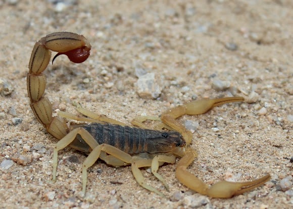 Indian-Red-Scorpion