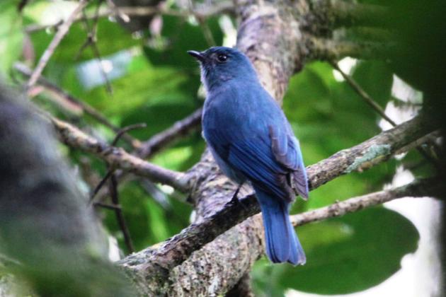 Nilgiri-Flycatcher