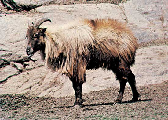 Himalayan Mammals