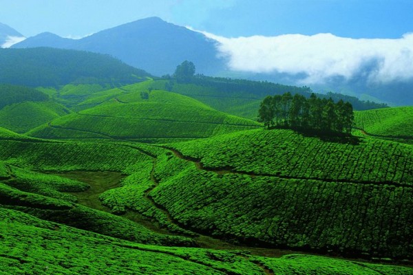 Munnar-tea-Gardens