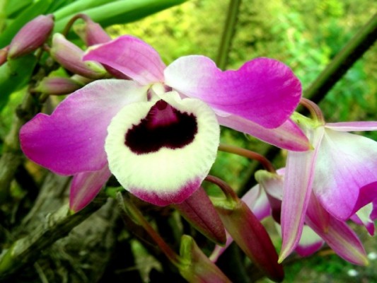 Rare-orchids-Sikkim