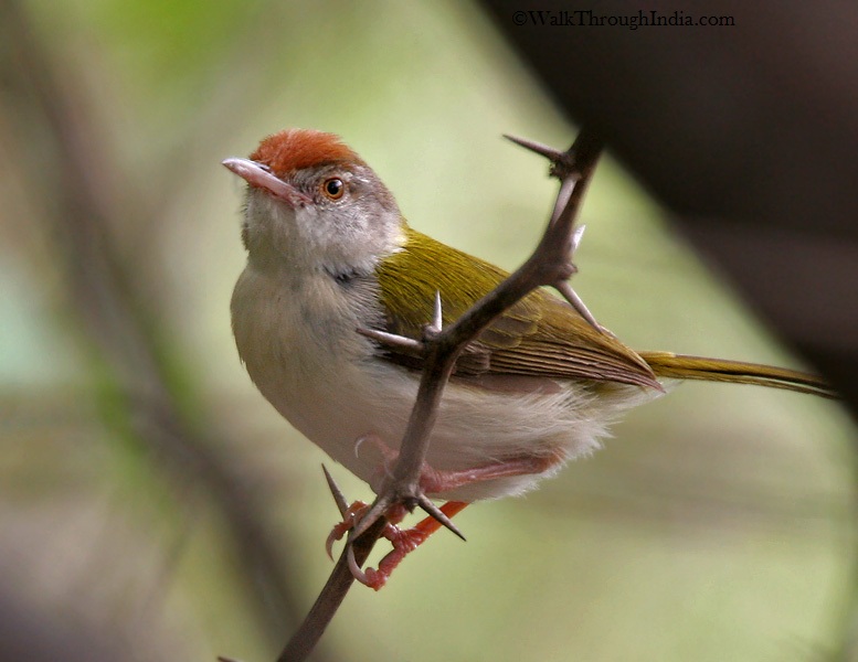 Common_Tailorbird