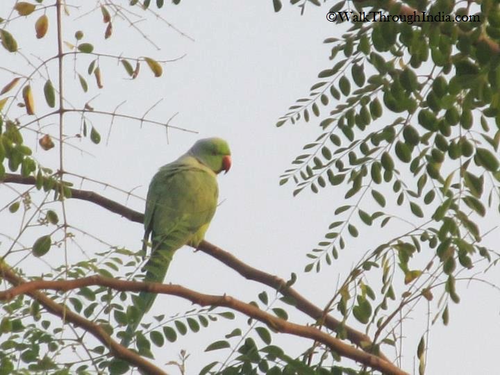 Rose-Ringed-Parrot