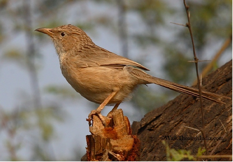 common_babbler