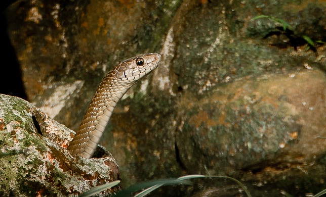 Bannerghatta-Snake-Park