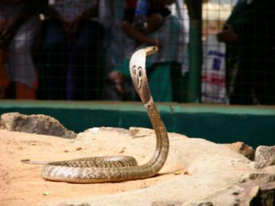 Guindy-Snake-Park