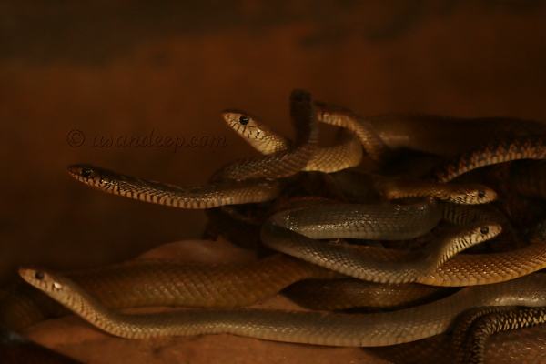 Parassinikkadavu-Snake-Park