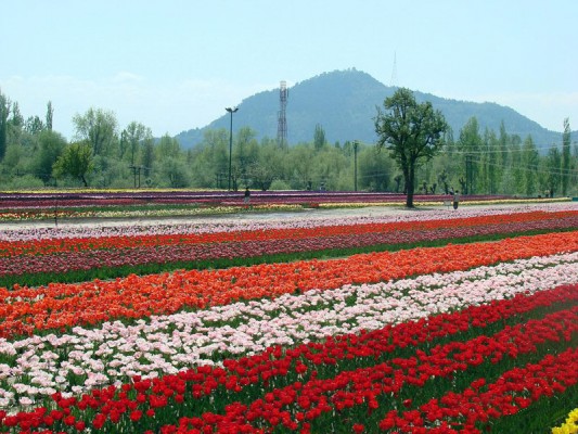 Tulip-Garden-Srinagar