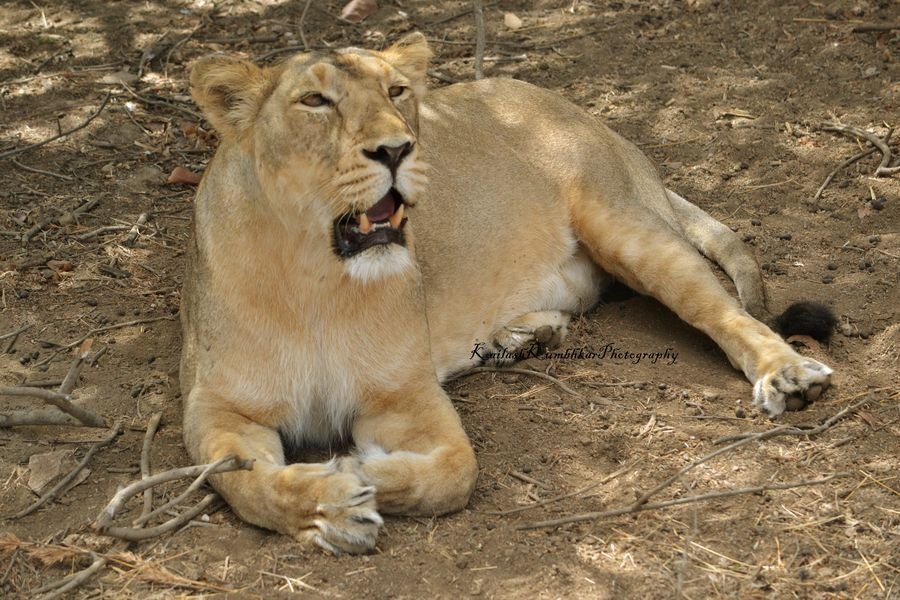 Indian-Lioness