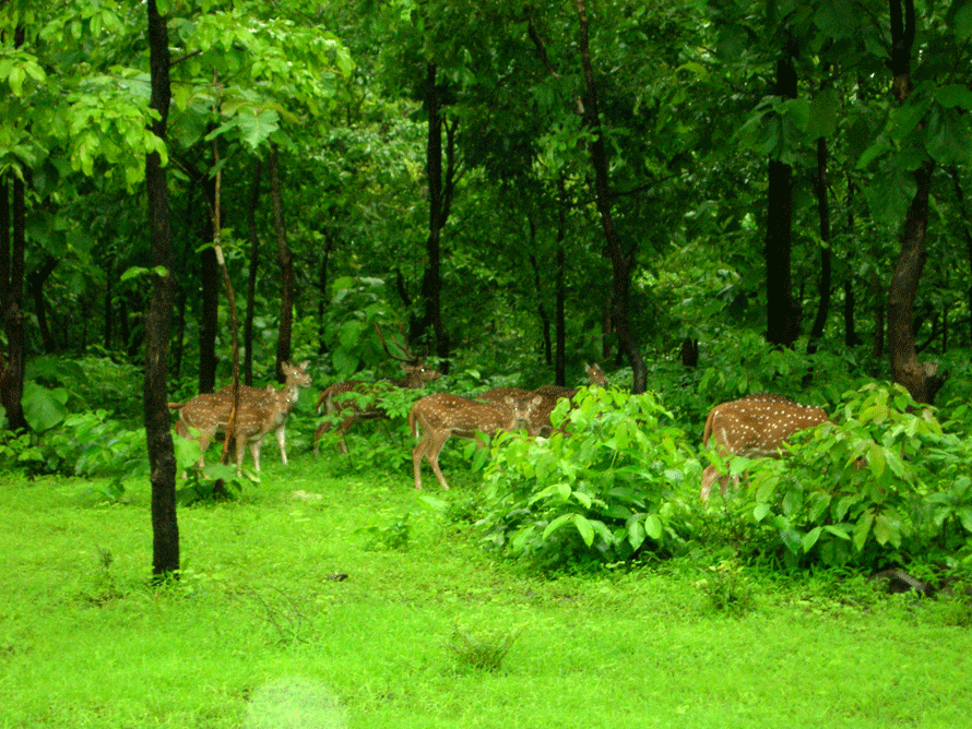 Dadra-and-Nagar-Haveli