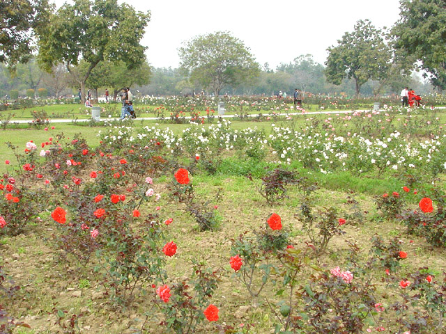 Zakir-Hussain-Rose-Garden