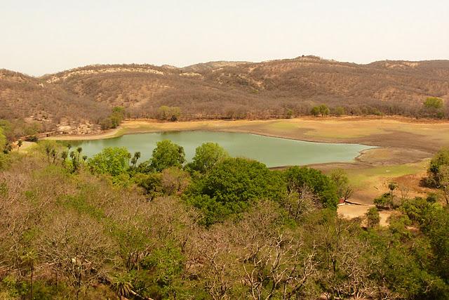 Ranthambhore_Padam_Talao