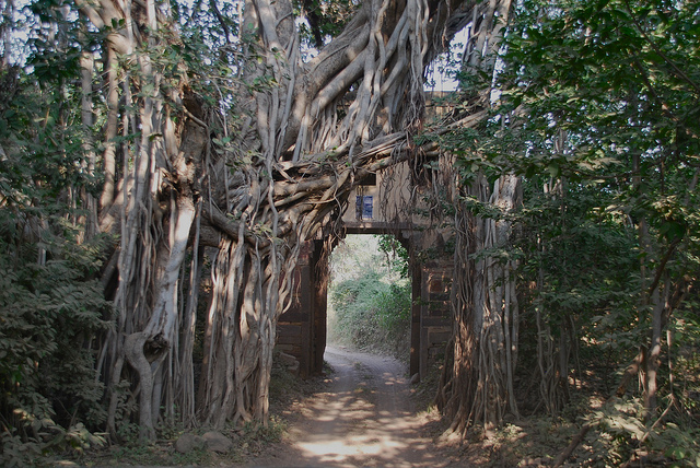 Ranthambore_Banyan_Tree