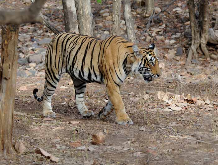 Ranthambore_Tiger