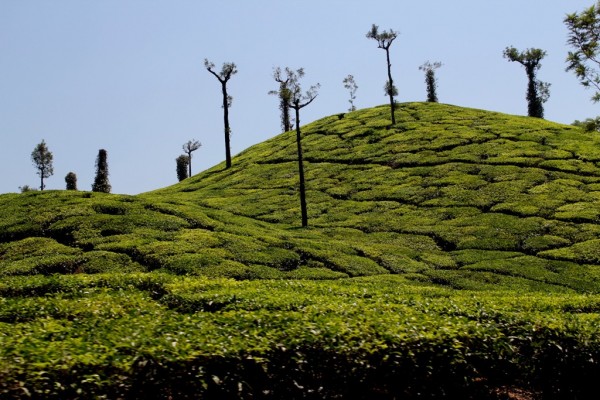 chikmagalur-coffee-estate