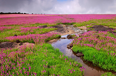 Kaas-Plateau-Maharashtra