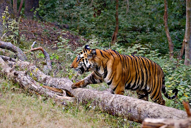 Madhya Pradesh - The Heart of India