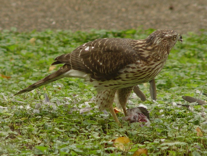 10 Species of Flying Predators in India