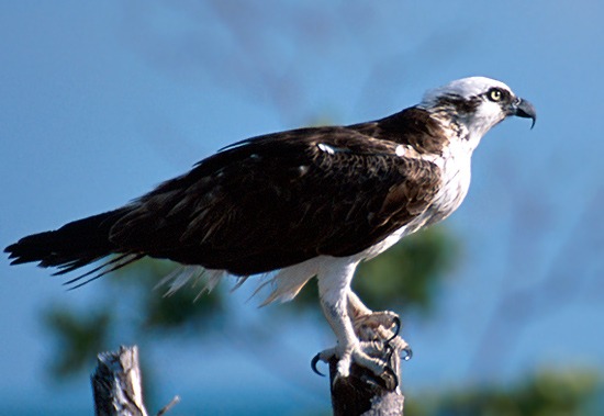 10 Species of Flying Predators in India