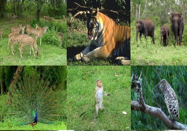 Top 10 Major Tourist Attractions of Western Ghats