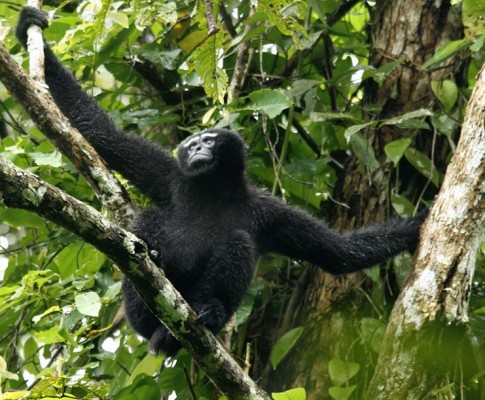 5 Sanctuaries to Spot Hoolock Gibbon in North East India