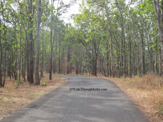 India's Top 5 States With The Largest Forest Cover