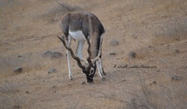 Black-buck