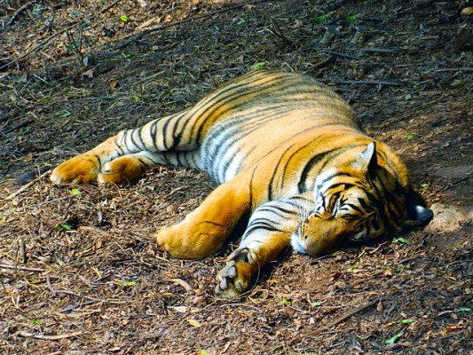 12 Most Famous Zoos in India -Captive Wildlife