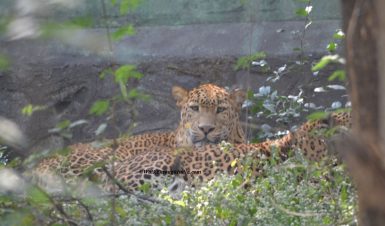 Indian-Leopard