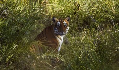 bandipur-tiger