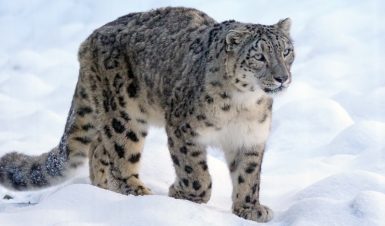 snow_leopard_India