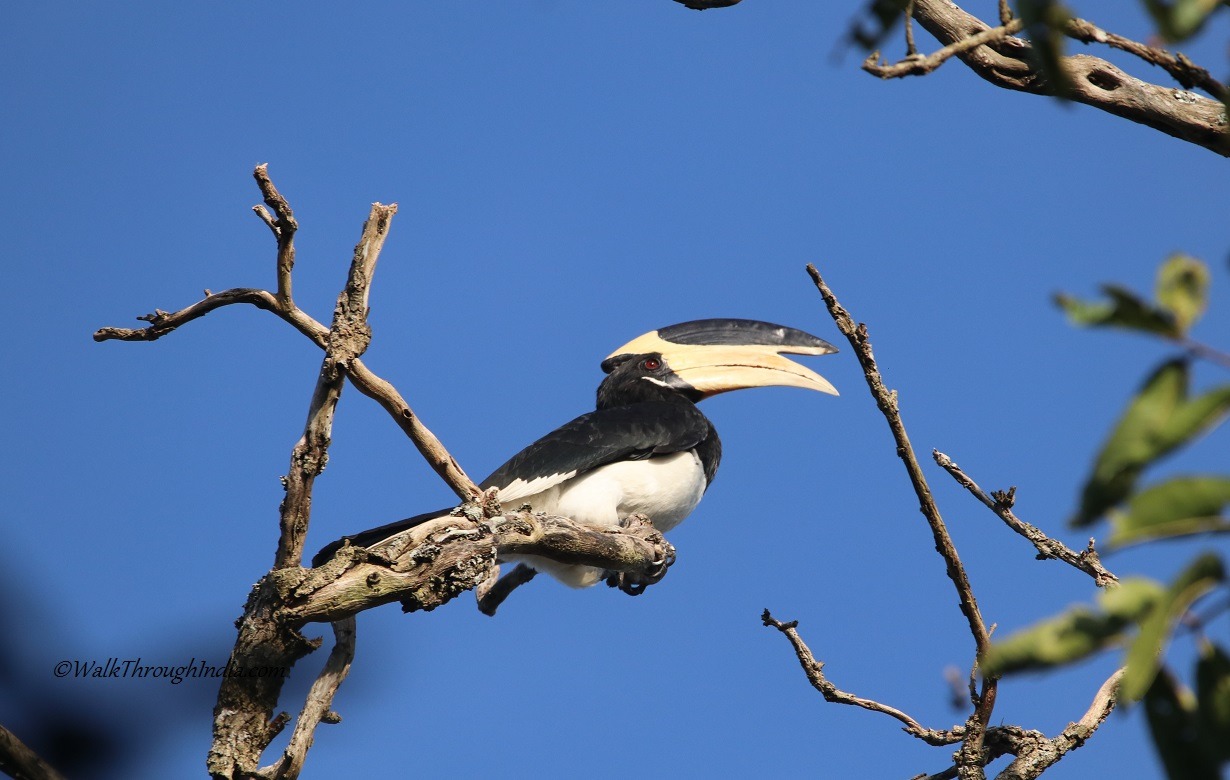 9 Most Beautiful Species of Hornbill Found in India